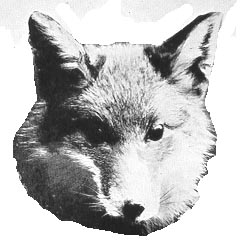 Corgi Fox