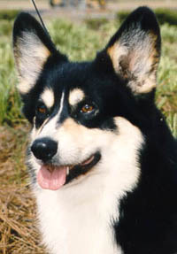 Head Shot