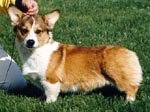Foxllyn's Devoted to Jimanie
