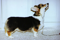 Kassu