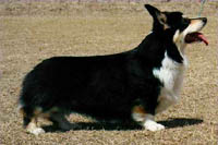Merlin