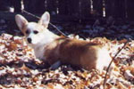 Puppy