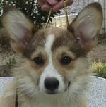 Head Shot