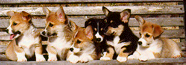 Merlin x Marian Puppies Group Photo.gif - 31.6 K