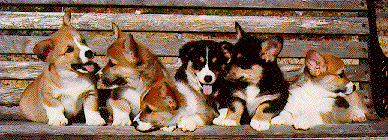 corgi puppies gif - 34.7 K